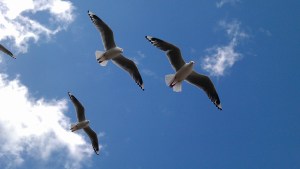 (Not the actual seagulls that Tim photographed. These gulls were willing to fill in as substitutes at the last second. A big thank you to them.