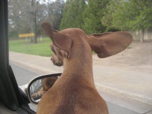 We may not have ears as big as Abby's, but we still concentrate on really listening to the person talking to us.