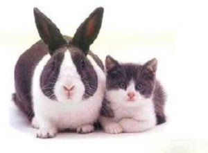 identity-theft-bunny-kitten