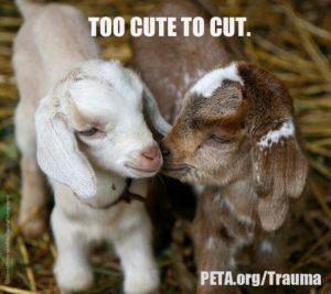 11bd51fae96102f8dd6b756aa487f670