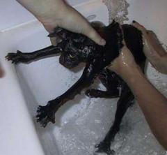 cat-bath-1jpg-70b1320cbd4f40d3_medium