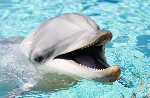 dolphin