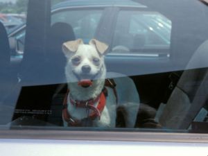 peta_1431555405749_18167083_ver1.0_640_480-2